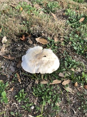 Agaricales