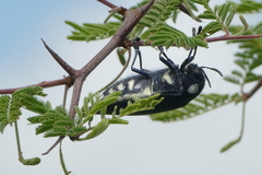 Sternocera orissa