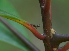 Crematogaster rogenhoferi