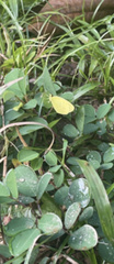 Arachis pintoi