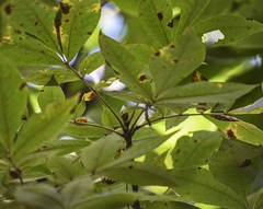 Carya tomentosa
