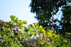 Pericrocotus speciosus