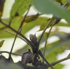 Carya tomentosa
