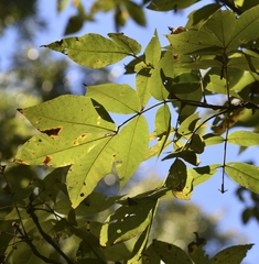 Carya tomentosa