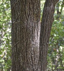Carya tomentosa