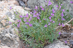 Penstemon platyphyllus