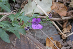 Penstemon platyphyllus