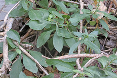 Penstemon platyphyllus