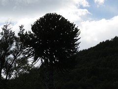 Araucaria araucana