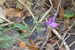 Penstemon platyphyllus