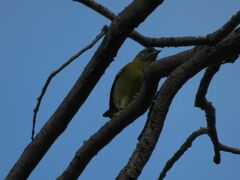 Phrygilus