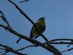 Phrygilus