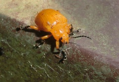 Podontia lutea