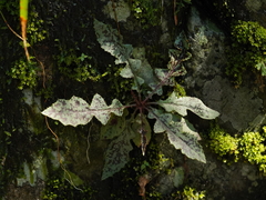 Ixeridium laevigatum