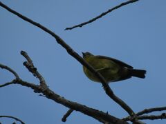 Phrygilus