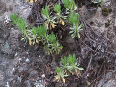 Grindelia chiloensis