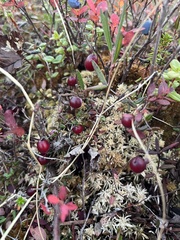 Vaccinium microcarpum