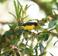 Euphonia anneae