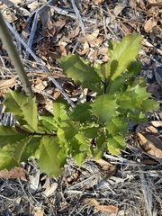 Ilex opaca arenicola