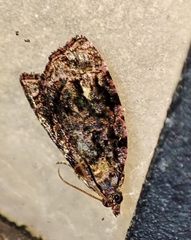 Gatesclarkeana idia