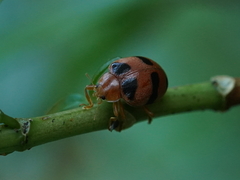 Diekeana admirabilis
