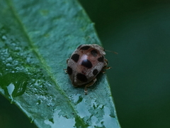 Diekeana admirabilis