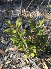 Ilex opaca arenicola