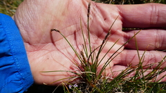 Carex myosuroides