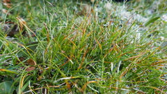 Carex myosuroides