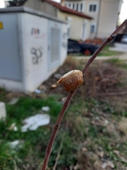 Hierodula transcaucasica
