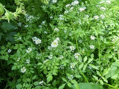 Nasturtium microphyllum