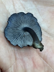 Entoloma serrulatum