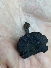 Entoloma serrulatum