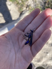 Chlorion aerarium