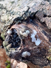Myxarium nucleatum