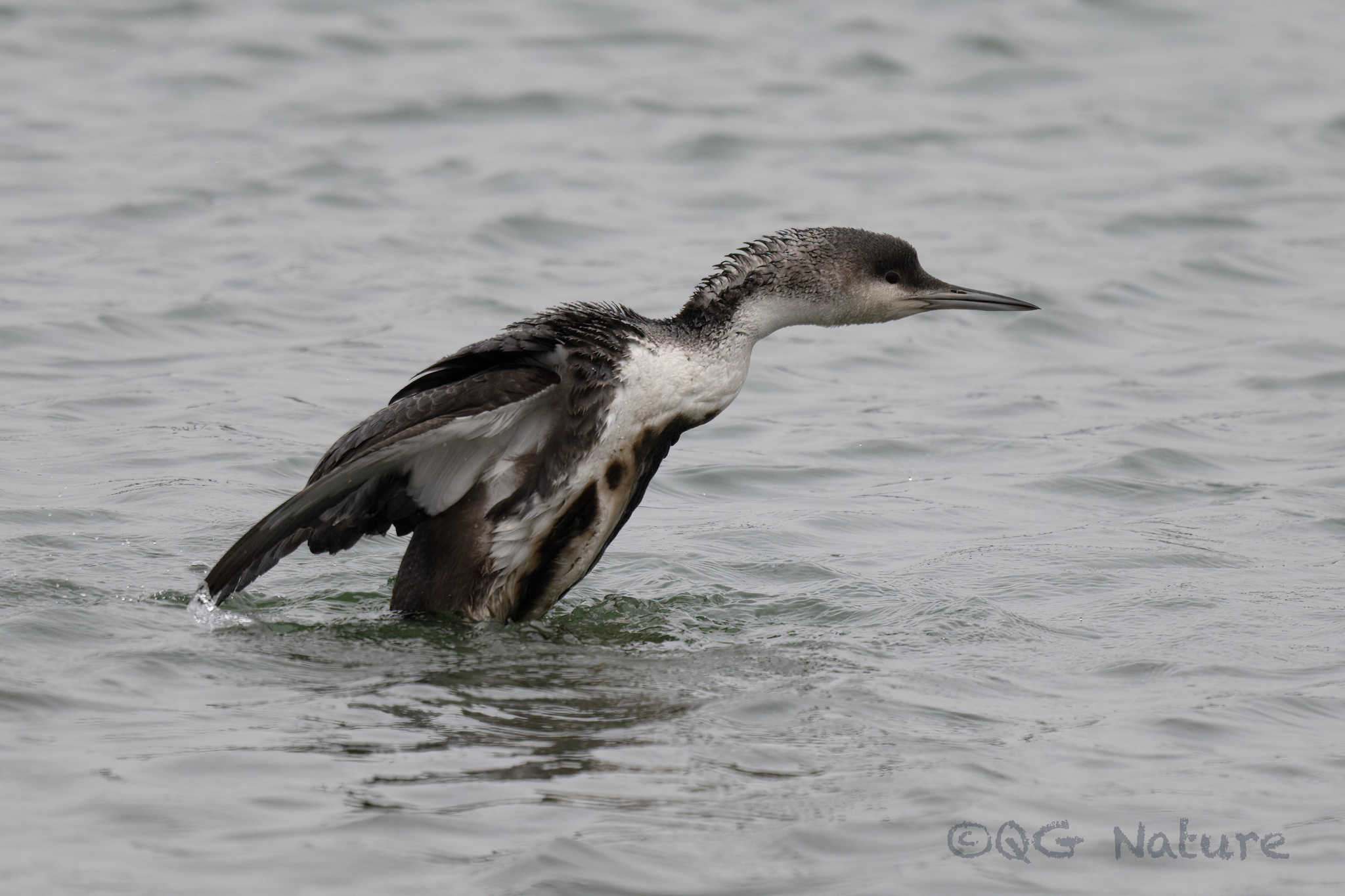 Black-throated Loon