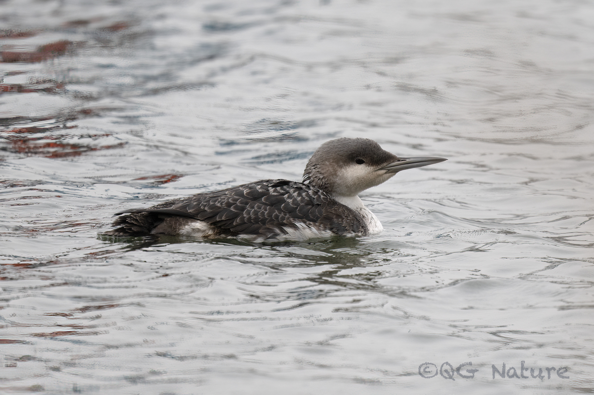 Black-throated Loon