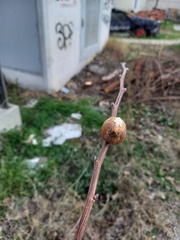 Hierodula transcaucasica