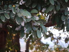 Sapindus emarginatus
