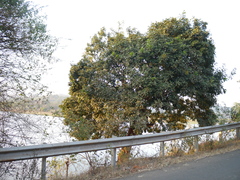 Sapindus emarginatus