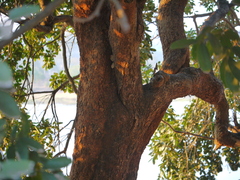 Sapindus emarginatus