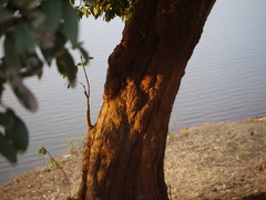 Sapindus emarginatus