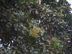 Sapindus emarginatus