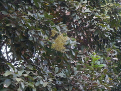 Sapindus emarginatus