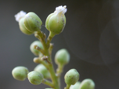 Sapindus emarginatus