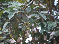 Sapindus emarginatus