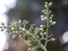 Sapindus emarginatus