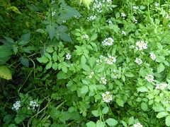 Nasturtium microphyllum