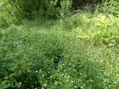 Nasturtium microphyllum