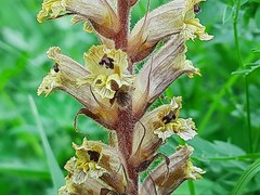 Orobanche laxissima